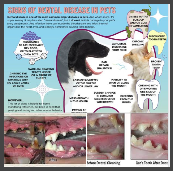Dental Health Awareness